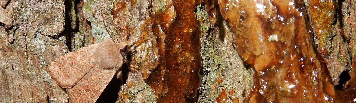 kleine voorjaarsuil - primair