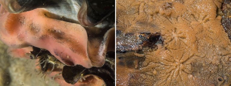 Figuur 3. Links: een korstvormig exemplaar van de Piekjesspons op een Japanse oester uit de Oosterschelde. Rechts: boven water is de aderstructuur op een korstvormige Piekjesspons duidelijk te zien