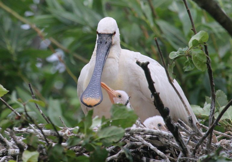 Lepelaar op nest met jongen