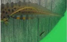 Kleine watersalamander staart
