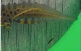 Tariq Stark Kleine watersalamander staart