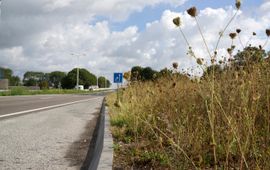 provincie Zuid-Holland Ecologisch beheer van berm bij bushalte