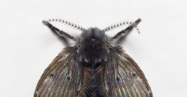 De wc-motmug (Clogmia albipunctata) was Insect van het Jaar 2023