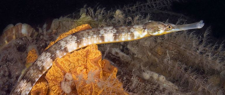 Grote zeenaald (Syngnathus acus) in de Oosterschelde bij Sint-Annaland. Zo tegen een oranje Slingerzakpijp op de achtergrond zie je ze wel. Maar vaak zijn ze goed gecamoufleerd