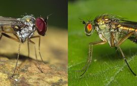 Slankpootvliegen: Argyra leucocephala (links) en Poecilobothrus nobilitatus (rechts).