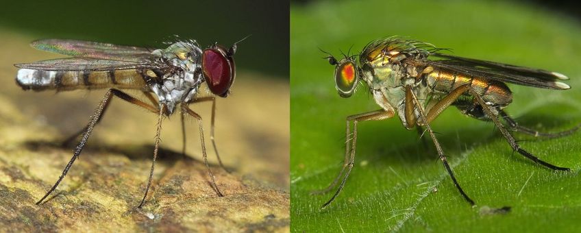 Slankpootvliegen: Argyra leucocephala (links) en Poecilobothrus nobilitatus (rechts).