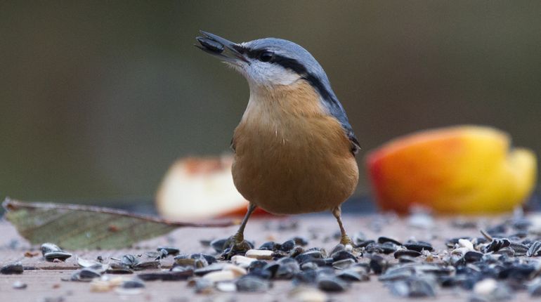 Een boomklever kun je met zonnebloempitten naar je voedertafel lokken