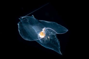 The sea butterfly Cymbulia peronii photographed during a nocturnal dive near Florida.