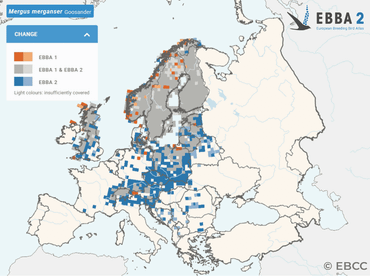 De uitbreiding van de Grote Zaagbek in beeld: in blauw de nieuwe broedgebieden (50x50 km) in 2013-2017 ten opzichte van de jaren tachtig van de vorige eeuw (grijs en oranje). Het vlakje in Nederland was incorrect ten tijde van het maken van deze kaart, maar is inmiddels dus wel actueel