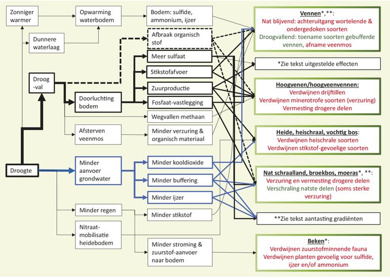 Enkele veelvoorkomende effecten van extreme droogte op de bodem- en waterkwaliteit en hun gevolgen voor grondwaterafhankelijke natuur in hoog Nederland. In rood negatieve effecten, in groen positieve effecten