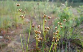 Juncus marginatus