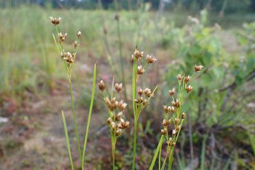 Juncus marginado