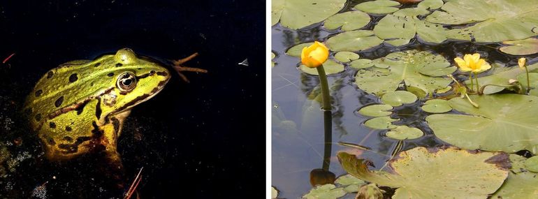 Binnen Kleurkeur Blauw wordt ook rekening gehouden met amfibieën (links groene kikker) en planten (rechts gele plomp en watergentiaan)