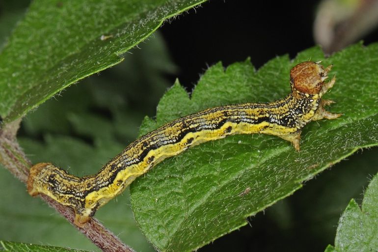 Rups van de grote wintervlinder