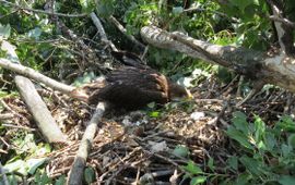 Imperial eagles in fallen nest