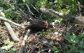 Bird Protection and Study Society of Serbia Imperial eagles in fallen nest