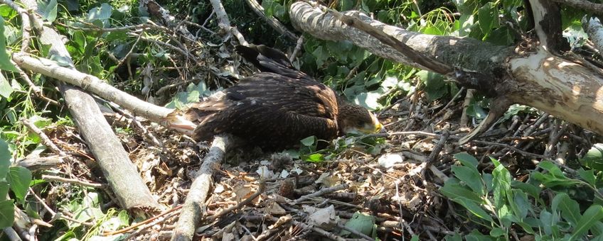 Imperial eagles in fallen nest