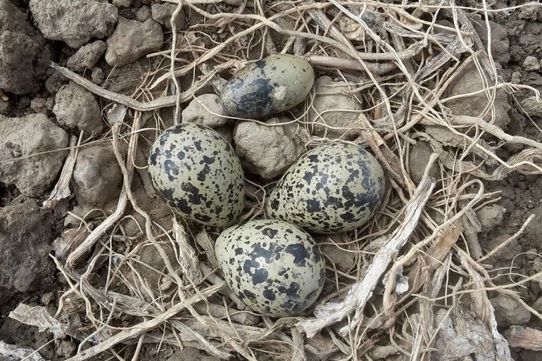 Vierlegsel van kievit met dwergei, Rhoon, 6 mei 2019