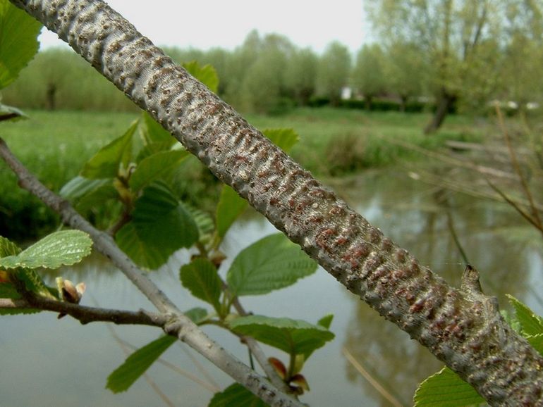 De bobbeltjes op dit elzentakje zijn de eisporen van de houtpantserjuffer, die je de hele winter kunt vinden op takken die boven het water hangen