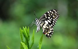 Lime Butterfly