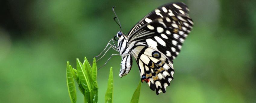 Lime Butterfly