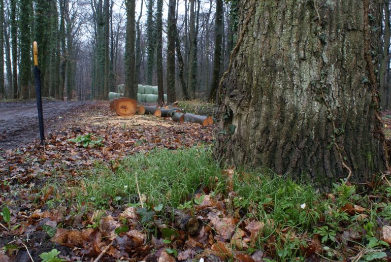 Vegetatief vallen geelsterren amper op door de grasachtige sprieten, zoals hier bij schedegeelster in het bos