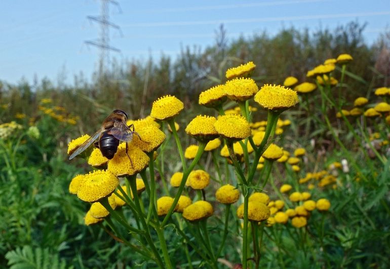 Boerenwormkruid, geliefd bij insecten