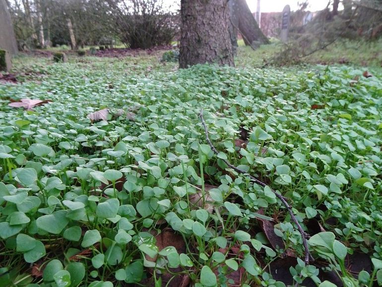 Winterpostelein profiteert in de winter van de afwezigheid van andere planten