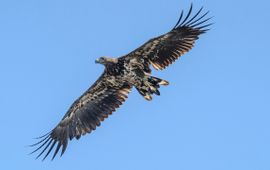 Ingrit Raven Zeearend met zender, Oostvaardersplassen, 12 juli 2020