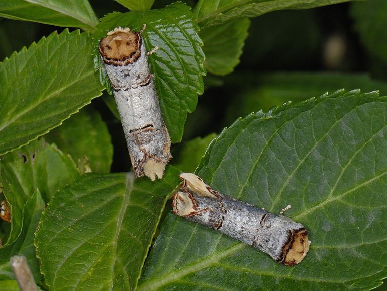 Wapendragers zijn meesters in camouflage