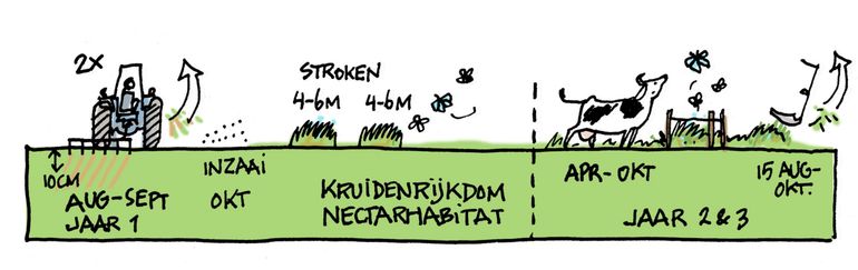 Eén van de mogelijke maatregelen is het inzaaien van kruidenrijke randen. De ingezaaide stroken worden tussen half augustus en 1 oktober eenmaal gemaaid. Het maaisel blijft enkele dagen liggen om zaadval te bevorderen. Deze  beheermaatregel wordt alleen bij agrariërs toegepast. Doel is het ontwikkelen van kruidenrijkdom, geschikt als nectarhabitat voor graslandvlinders en bijen