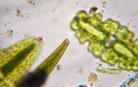 Jos Gysels