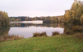 Landschap met bos en water