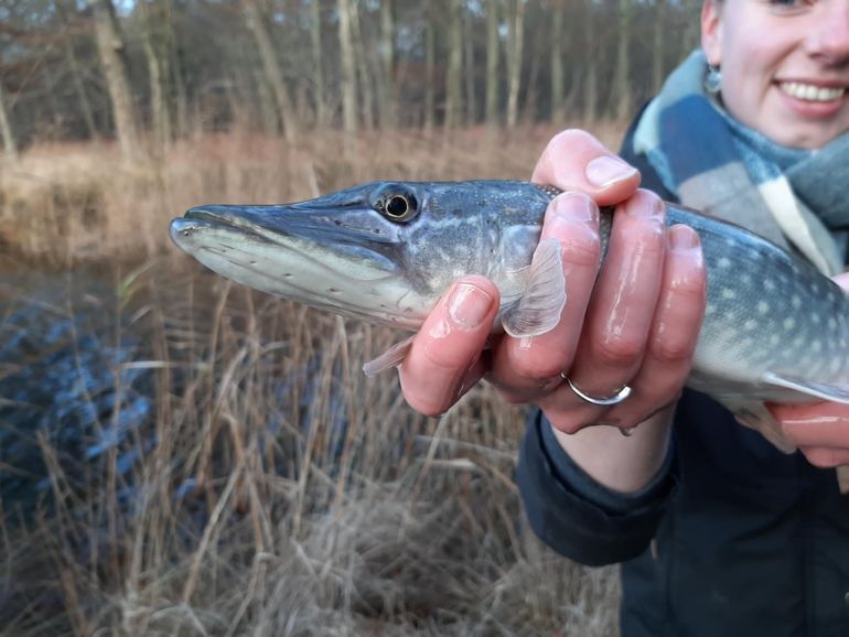 Het uitzetten van de snoeken zet het verhogen van de veerkracht in gang. Deze inheemse natuurlijke vijand zorgt dat de populatie zonnebaarzen op natuurlijke wijze tot een acceptabel aantal teruggebracht wordt. Laura laat een van de snoeken zien die mee gaat helpen.