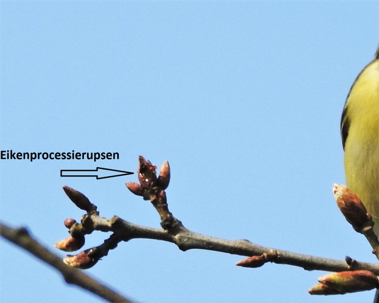 Jonge processierupsen rondom en in de knop van de eik