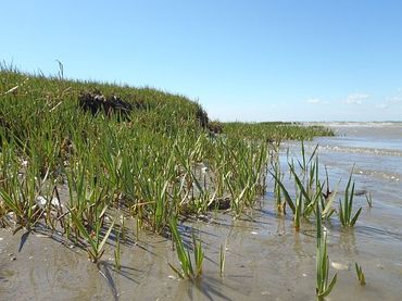 A 'healthy' salt marsh recovers quickly after a small disturbance. A salt marsh is resilient when the eroding edge stabilizes and new cordgrass (Spartina anglica) settles at the sea side