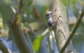 Provençaalse cicade, Bisonbaai, 2 aug 2013