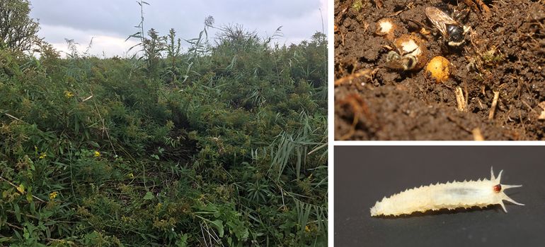 Nestelplek van de zandhommel. Rechtsboven een klein deel van het nest zelf, met een nagenoeg kale koningin en een werkster; rechtsonder een larve van de zweefvlieg hommelreus die leeft van afval in het nest