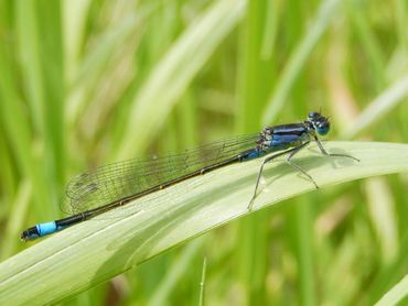 Het lantaarntje is nog een gewone soort, maar wel fors achteruitgegaan