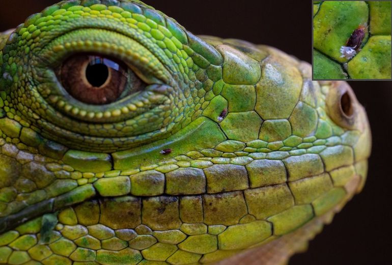 Invasieve groene leguaan op Antigua met twee mijten