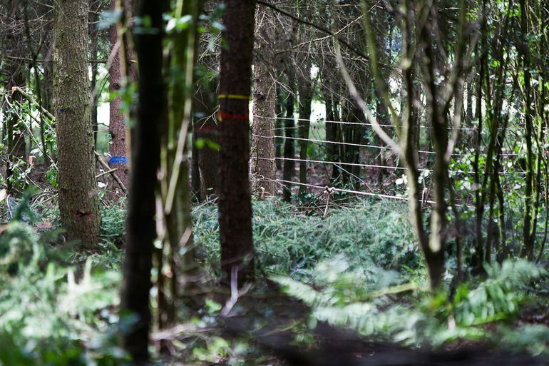 Diverse markeringen op bomen