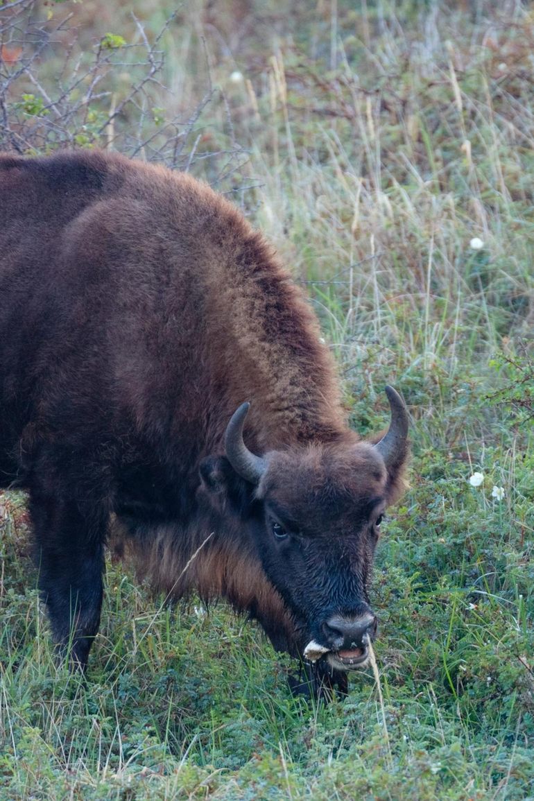 Wisent eet paddenstoel