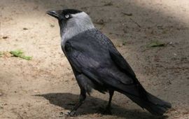 Wikipedia Foto Kauw Bron Wikipedia