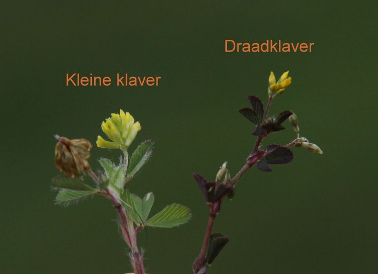 De verschillen tussen Kleine en Draadklaver zijn subtiel. Draadklaver heeft minder bloemen in een hoofdje, iets langer gesteelde bloemen en de steeltjes van de drie blaadjes zijn zeer kort en ongeveer gelijk van lengte