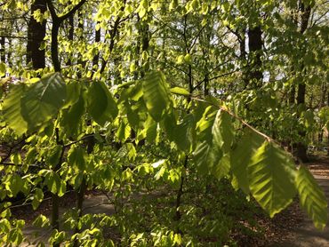 Bladontplooiing van de beuk op 1 mei 2016 in Wageningen