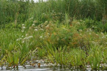 Vegetatieovergang van open water naar veengrond