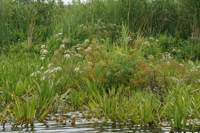 Vegetatieovergang van open water naar veengrond