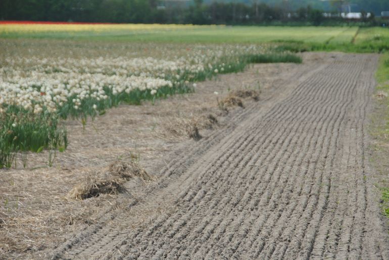 Met bloemen ingezaaide akkerrand in de Bollenstreek