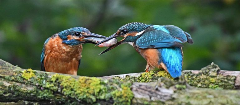 Prooioverdracht door IJsvogels. In de oever op de landtong tussen het Wantij en de haven is een broedgeval van IJsvogels vastgesteld