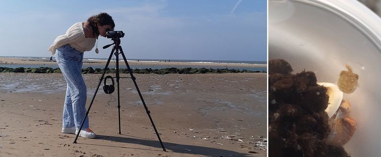 Kayleigh van den Elshout was op 18 september toch al met Stichting ANEMOON op het strand bij Katwijk aan het filmen. Onder andere de gevonden Zeekat-baby's waren welkome acteurs